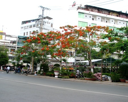 Phượng cháy rực khi vào hạ ở Bạc Liêu.