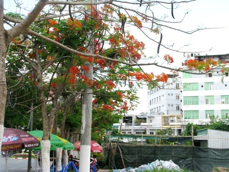 Phượng cháy rực khi vào hạ ở Bạc Liêu.