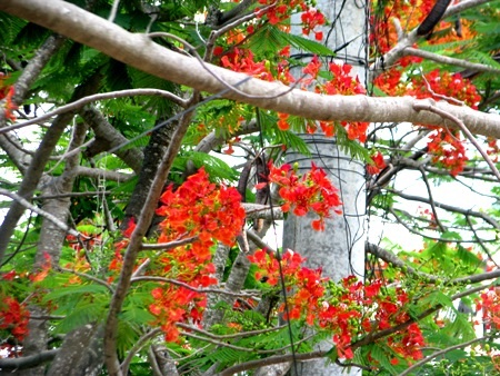 Phượng cháy rực khi vào hạ ở Bạc Liêu.