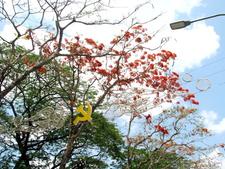 Phượng cháy rực khi vào hạ ở Bạc Liêu.