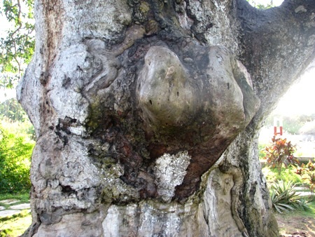 Cây xoài có gốc rất to đến 4, 5 người ôm.