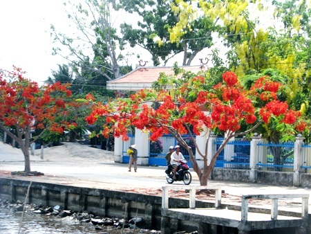 Hàng phượng vĩ nở rực trước Phủ thờ Bác.