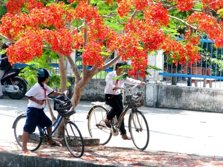 Những em học sinh say sưa ngắm hoa học trò. 