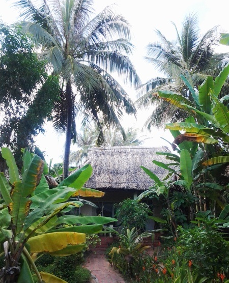 Mát mắt những hàng dừa xanh trên “đảo ngọc” Phú Quốc - 2 Mát mắt những hàng dừa xanh trên “đảo ngọc” Phú Quốc