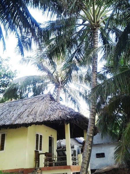 Mát mắt những hàng dừa xanh trên “đảo ngọc” Phú Quốc - 6 Mát mắt những hàng dừa xanh trên “đảo ngọc” Phú Quốc