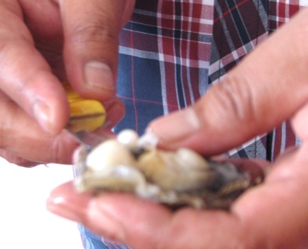 ...được xẻ thịt lấy ngọc trai ngay tại chỗ cho khách xem.