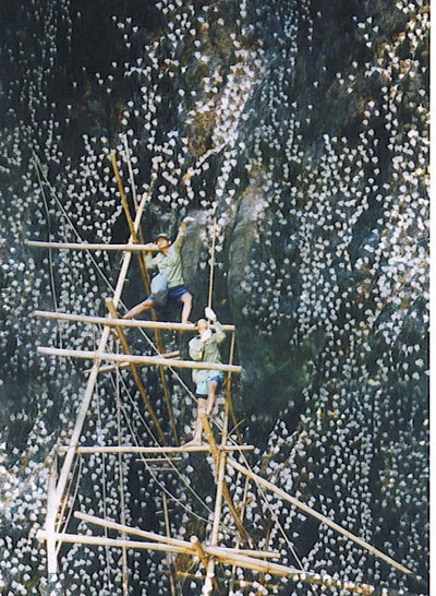 Khai thác sào Yến