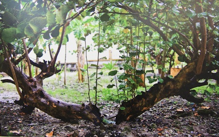 Bức Không thể chia lìa