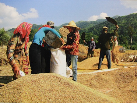 Được mùa lúa ở huyện Kasy