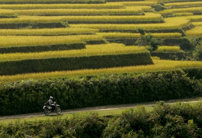 Ruộng bậc thang ở Hoàng Su Phì