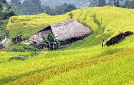 Ngày 16/9 tới, những thửa ruộng bậc thang ở Hoàng Su Phì sẽ đón nhận Bằng di tích Quốc gia.
