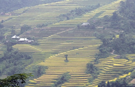 Lộng lẫy mùa vàng ở Hoàng Su Phì - 19 H.H