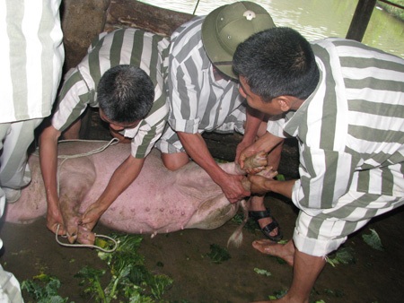 Tết sớm ở Trại giam số 5  - 1