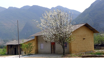 Hoa đào, hoa mận ở Sủng Là, nơi đã được sử dụng là bối cảnh trong phim Chuyện của Pao.