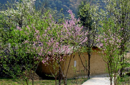 Hoa đào, hoa mận ở Sủng Là, nơi đã được sử dụng là bối cảnh trong phim Chuyện của Pao.