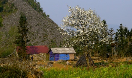 Sắc màu vùng cao với những cây mận và cải vàng (Mèo Vạc – Hà Giang)