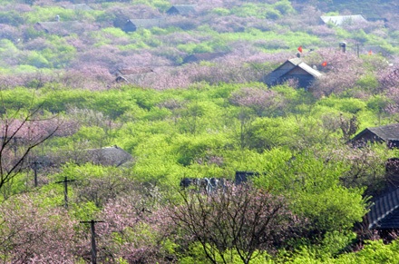 Những căn nhà chìm trong sắc đào đầu xuân tại Lóng Luông – Mộc Châu – Sơn La
