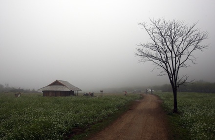 “Ngôi nhà nhỏ trên thảo nguyên” – đồng cải trắng tại bản Thông Cuông (Mộc Châu – Sơn La).