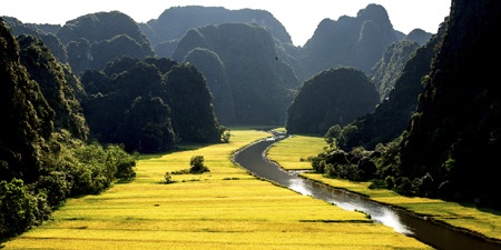 Lúa vàng Tam Cốc- Ninh Bình (Ảnh: Thúy Hồng)