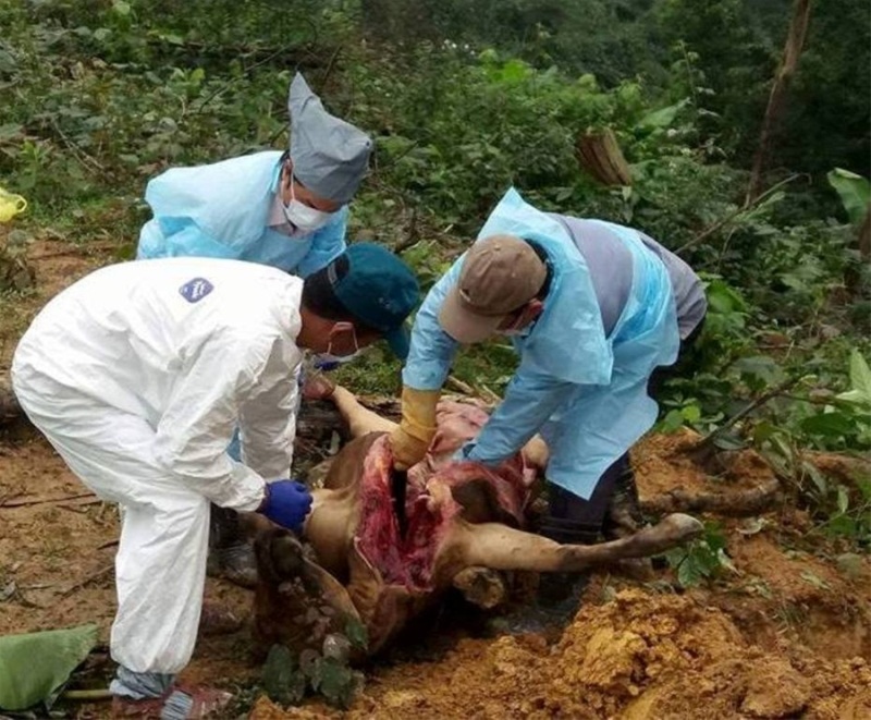 
Các cơ quan chức năng lấy mẫu đi xét nghiệm để tìm nguyên nhân khiến 8 con bò bị chết
