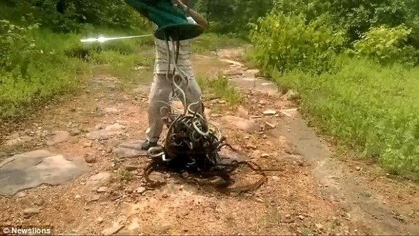 Rợn người khoảnh khắc hàng trăm con rắn được thả vào rừng - 1 Salem Khan đổ túi đựng chứa hàng trăm con rắn ra ngoài