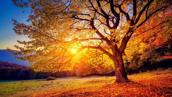 Mùa thu là thời điểm tuyệt vời để tận hưởng khung cảnh thiên nhiên rực rỡ sắc màu. Những tán cây thay đổi với ánh nắng và gió se se lạnh mang lại cảm giác bình yên và thư thái. Hãy xem hình ảnh để được trải nghiệm tuyệt vời này!