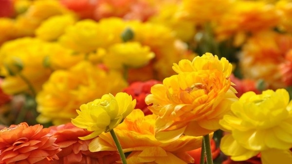 Bộ sưu tập hình nền hoa đẹp mắt dành cho ngày Phụ nữ Việt Nam 20/10 - 19 Bộ sưu tập hình nền hoa đẹp mắt dành cho ngày Phụ nữ Việt Nam 20/10 - 19