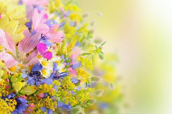 Hình nền hoa đẹp nhất P1 - Hình nền máy tính đẹp nhất | Hình nền hoa, Hoa  đạo, Hoa đẹp