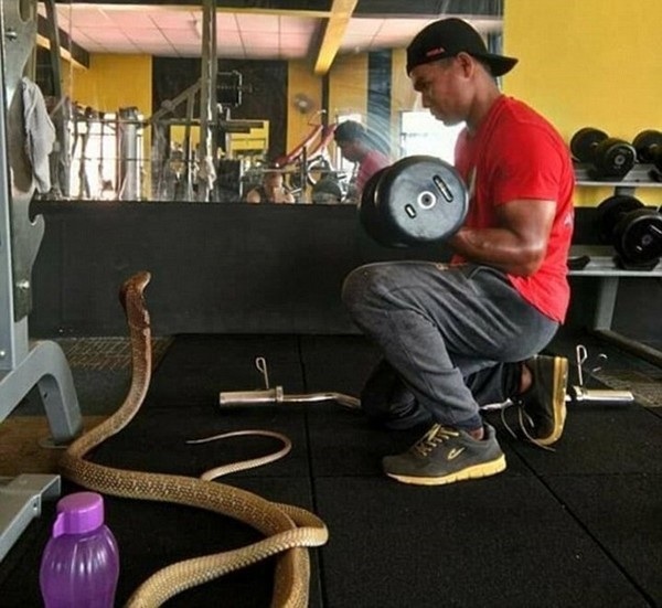 Chàng trai cưới rắn hổ mang vì tin rằng đó là... bạn gái đầu thai - 3 Chàng trai này mang “vợ” của mình đi khắp mọi nơi, từ lúc đi dã ngoại đến lúc đi tập thể hình