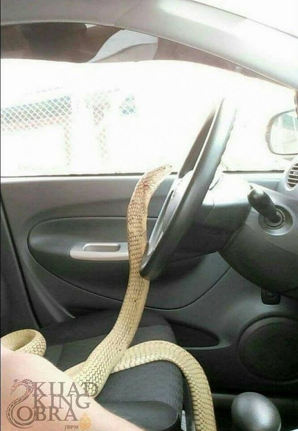 Chàng trai cưới rắn hổ mang vì tin rằng đó là... bạn gái đầu thai - 4 Chàng trai cưới rắn hổ mang vì tin rằng đó là... bạn gái đầu thai - 4