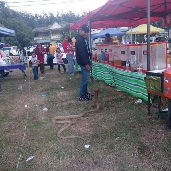 Chàng trai cưới rắn hổ mang vì tin rằng đó là... bạn gái đầu thai - 5 Nhiều người hoảng sợ với sự xuất hiện của con rắn bên cạnh chàng trai