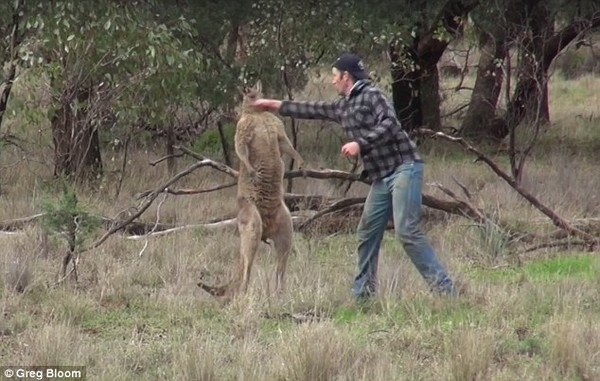 “Đấu tay đôi” với kangaroo để giải cứu chó cưng bị “bắt nạt” - 2 Người đàn ông đấm thẳng vào mặt con kangaroo sau khi nó tấn công chó cưng của mình