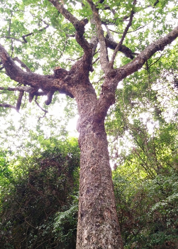 Thân cây thị xù xì, to khoảng hơn 1 người ôm. Từ thân cây chính mọc chĩa ra nhiều cành tỏa đi các hướng khác nhau. Hàng trăm năm qua, cây thị này là nơi che chắn cho Phủ Khống khỏi mọi phong ba bão táp.