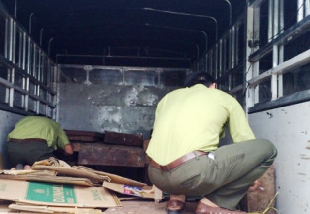 Những tấm gỗ lậu đang trên đường đi tiêu thụ thì bị lực lượng chức năng bắt giữ