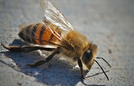 Top 10 sinh vật gây chết người nhiều nhất thế giới