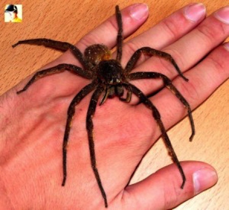 Top 10 sinh vật gây chết người nhiều nhất thế giới