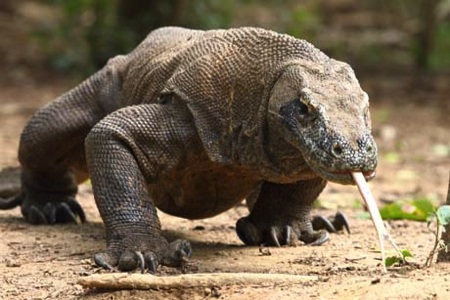 Top 10 sinh vật gây chết người nhiều nhất thế giới