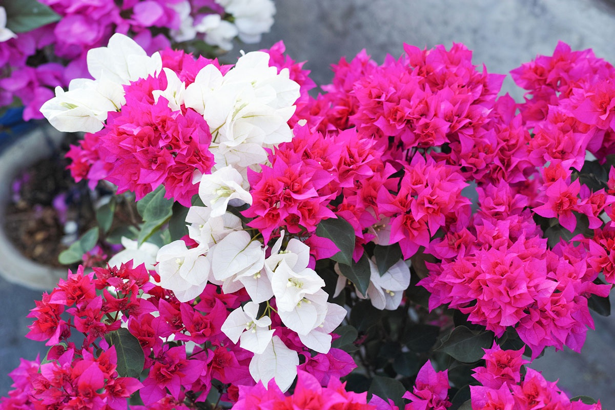 Sắc xuân Sài Gòn qua ống kính của dòng máy ảnh độc Quattro DP2