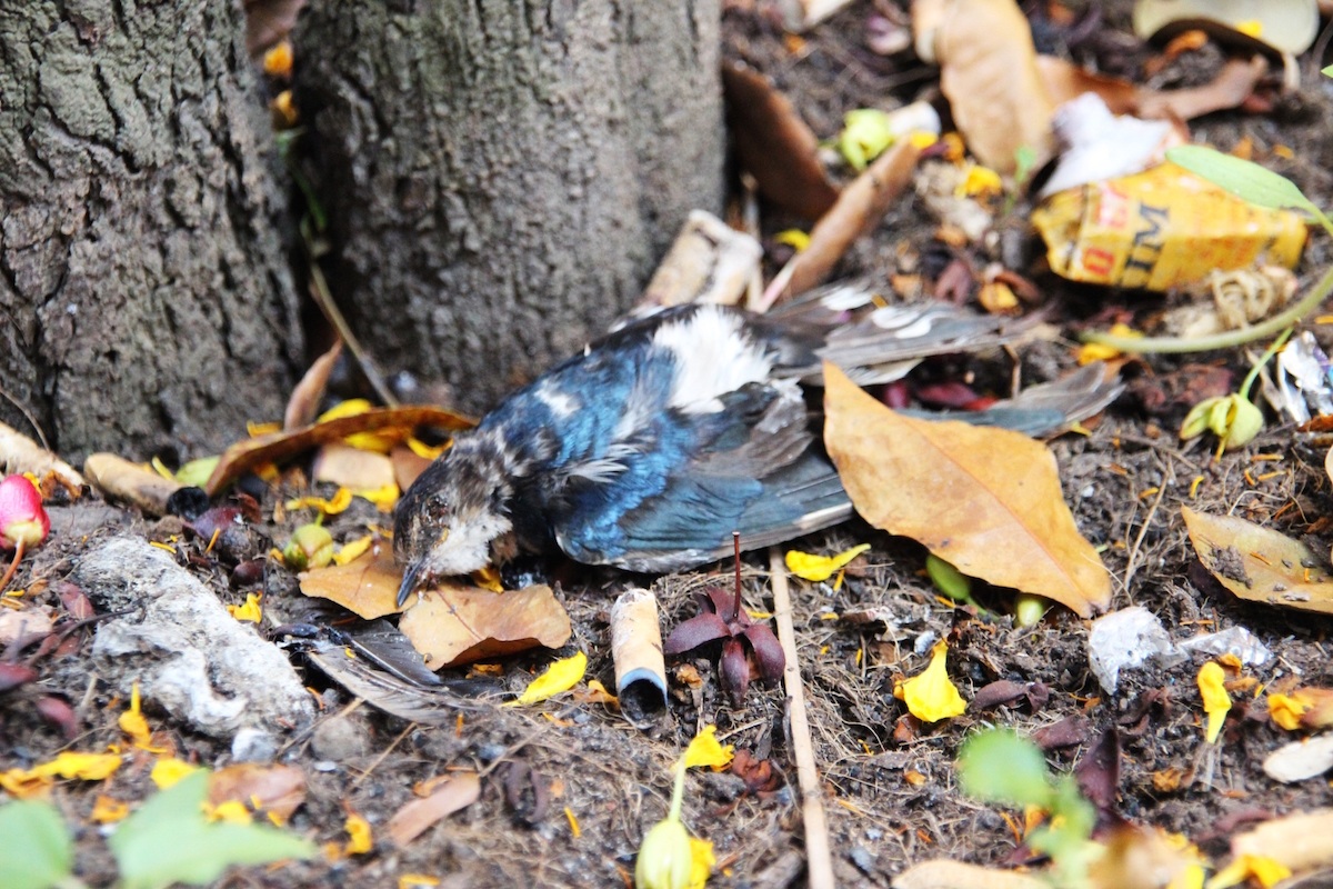 Chim chết la liệt quanh chính điện, gốc cây, bãi gửi xe...