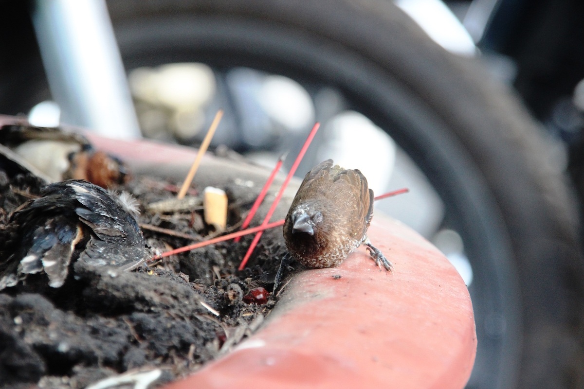 Chim chết la liệt quanh chính điện, gốc cây, bãi gửi xe...