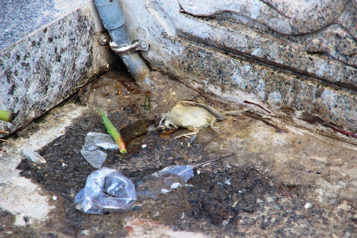 Chim chết la liệt quanh chính điện, gốc cây, bãi gửi xe...