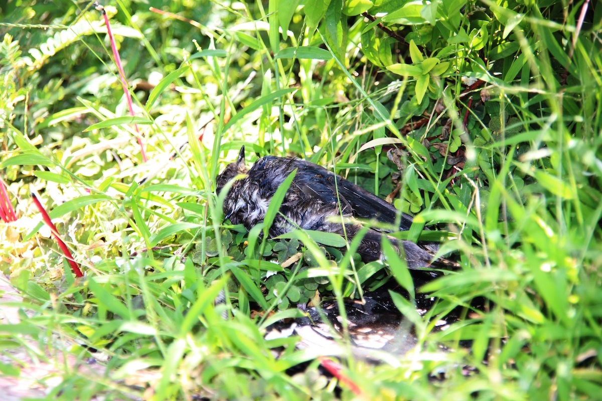 Chim chết la liệt quanh chính điện, gốc cây, bãi gửi xe...