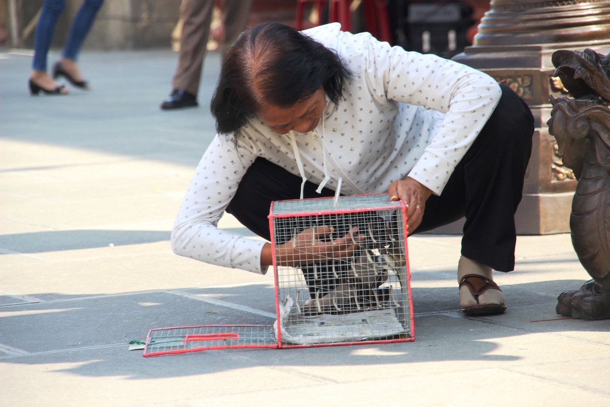 Chim yếu ớt không buồn bay ra, người phóng sinh phải dùng tay kéo chim ra khỏi lồng