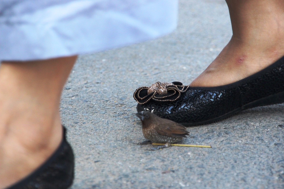 Chim yếu ớt không buồn bay ra, người phóng sinh phải dùng tay kéo chim ra khỏi lồng