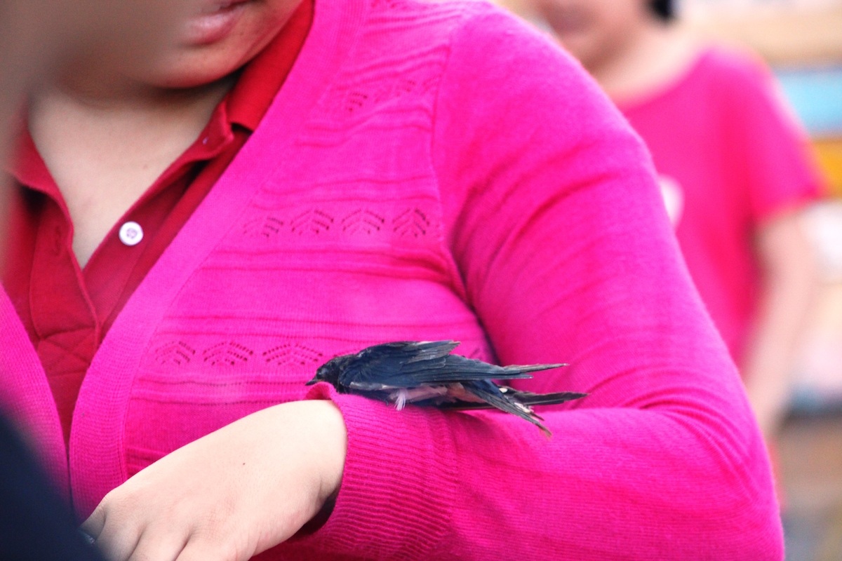 Chim yếu ớt không buồn bay ra, người phóng sinh phải dùng tay kéo chim ra khỏi lồng