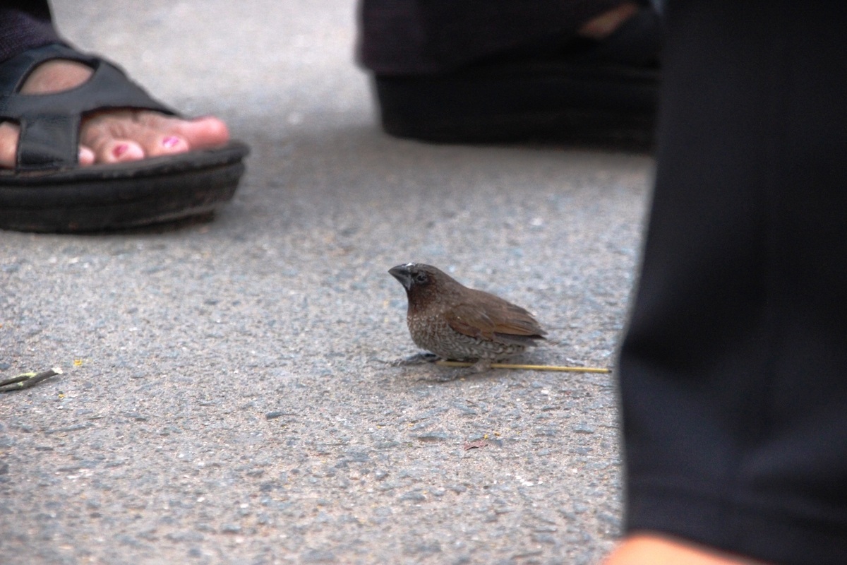 Chim yếu ớt không buồn bay ra, người phóng sinh phải dùng tay kéo chim ra khỏi lồng