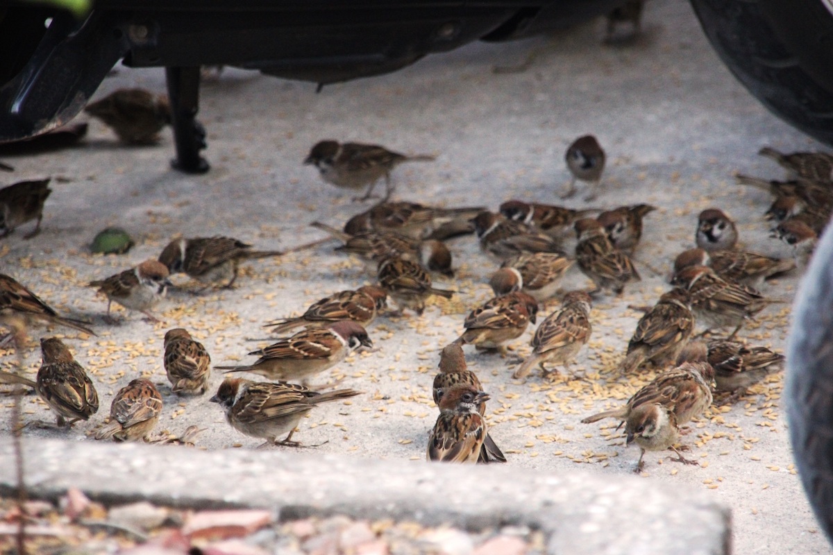 Chim bị dụ lại những nơi đã được người bán chim rải thóc sẵn.