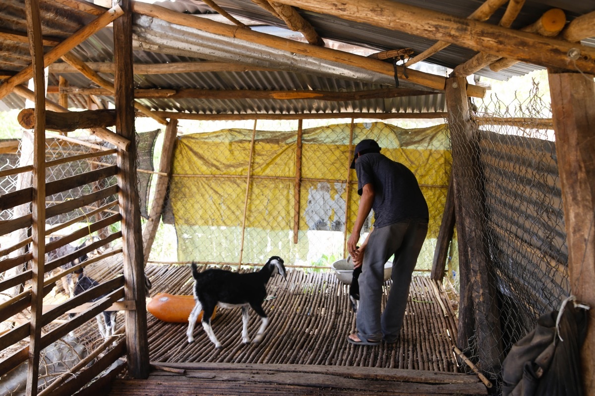 Đàn dê của anh Đặng Văn Thể, xã Phước Trung có 40 con, nhưng đã chết 5 con vì thiếu ăn