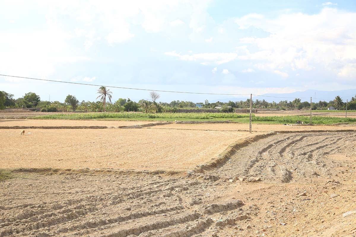 Những cánh đồng còn nước đang chuyển đổi cây trồng để bảo vệ đàn gia súc còn lại