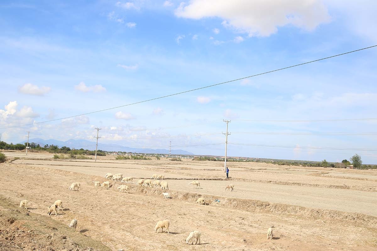 Nhiều cánh đồng đang bỏ hoang tại Ninh Thuận